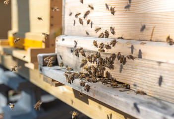 Bienenflug im Frühjahr