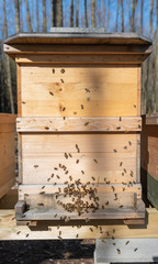 Bienenflug im Frühjahr