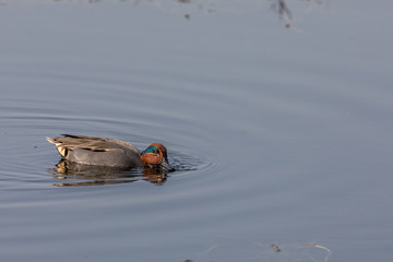 common teal