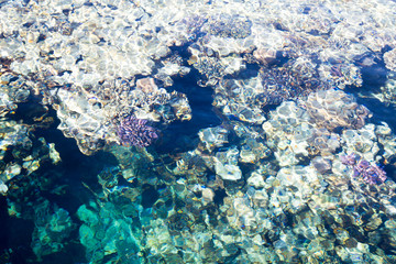 Fototapeta premium Coral reef is visible through the clear blue water. Beautiful blue sea wave photograph close up. Beach vacation at sea or ocean. Background to insert images and text. Tourism, travel.