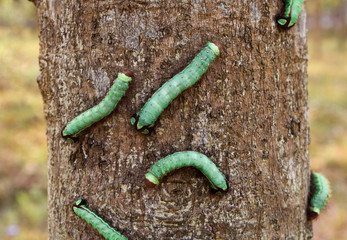 Silk worms on tree