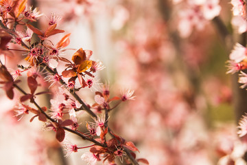 Cherry blossom at spring morning in park