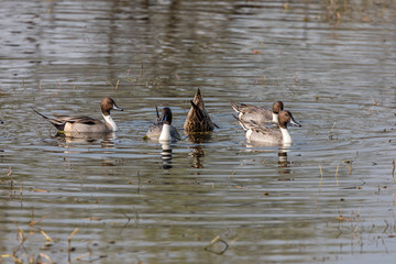 Northern Pintail