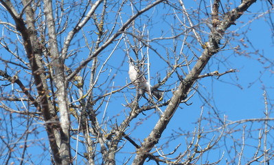 squirrel on treetree, nature, branch, frost, sky, cold, ice, blue, white, frozen, branches, spring