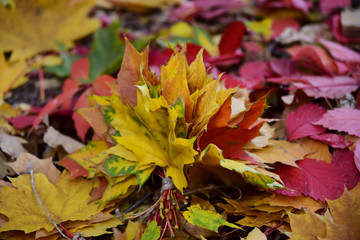 bouquet of autumn leaves tied with rope