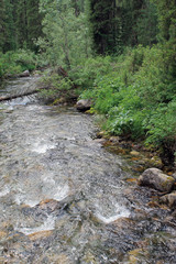 The mountain stone river in the forest.