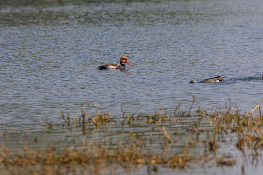 red crested pochard