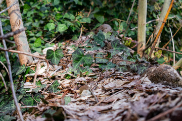 Ivy draped over a fallen log