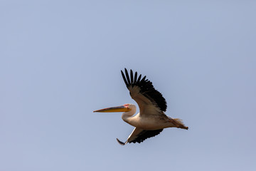 Great White Pelican in flight