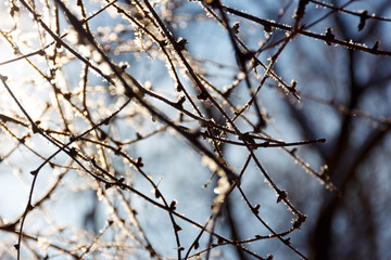 Fototapeta na wymiar Frozen twig and branches in backlight