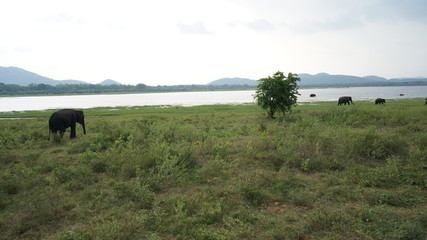 Young indian elephant (Elephas maximus) eating gras in the wild on a lake in sri lanka