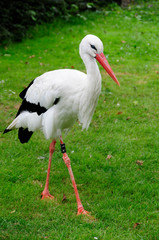 Storch