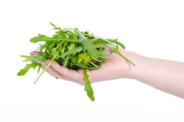 Arugula green plant freshness in hand on white background isolation