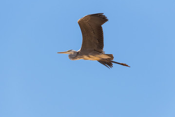 Obraz premium Grey heron (Ardea cinerea). The bird is flying and looking for prey. Chyornye Zemli (Black Lands) Nature Reserve, Kalmykia region, Russia.