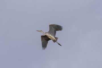 Grey heron (Ardea cinerea). The bird is flying and looking for prey. Chyornye Zemli (Black Lands) Nature Reserve, Kalmykia region, Russia.
