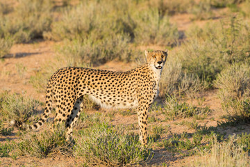 Elegant female cheetah is out in the warm and beautiful evening light, Kgalagadi Transfrontier National Park, South Africa, Africa.