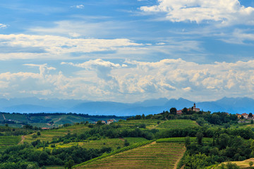 Fototapeta premium Stormy day in the vineyards of Brda, Slovenia