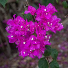 Pink Bougainvillea flowers. Background.