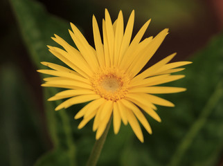 Beauty of nature - beautiful yellow flower in a botanical garden