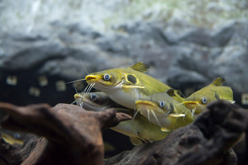 Two spotted catfish in aquarium. Wildlife animal.