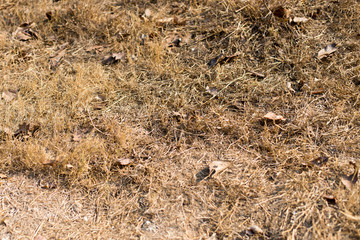 The grass withered in the field because of the hot weather. Greenhouse effect.