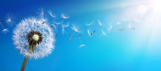 Dandelion With Seeds Blowing Away Blue Sky - obrazy, fototapety, plakaty