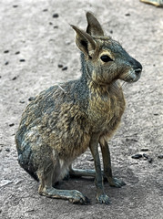 Patagonian cavy sitting on the ground. Latin name - Dolichotis patagonum