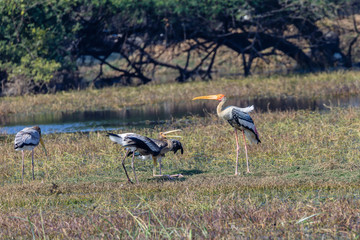 Obraz na płótnie Canvas Pianted Stork feeding