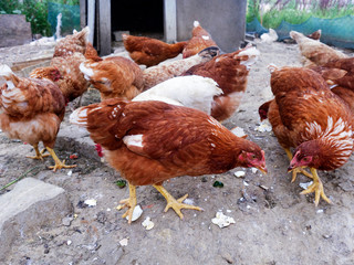 Free-range hens (chicken) on an organic farm