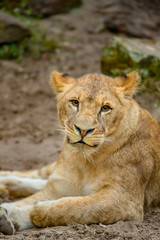 Obraz na płótnie Canvas Lion close up