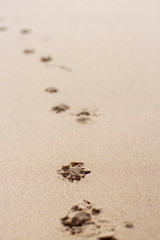 footprints in the sand