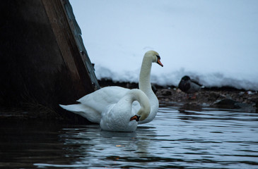 Swan