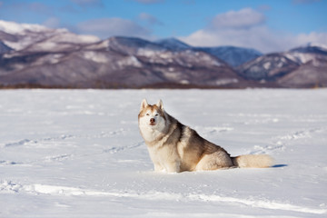 Cute and free siberian husky dog sitting in the snow field in winter at sunset