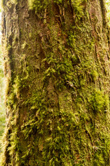 Mit Moos bewachsener Baum auf Tasmanien