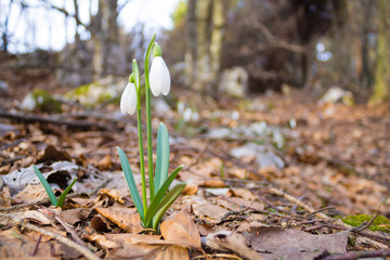 Snowdrop flower in woodland close up, nature background