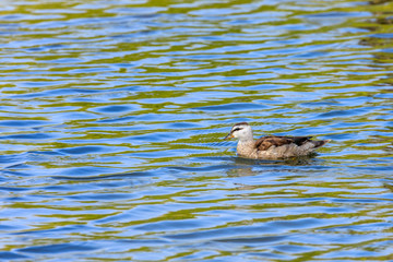 Cotton pygmy goose