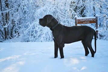 A big and beautiful grey great dane in the snow at dusk.
