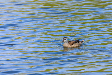 Cotton pygmy goose