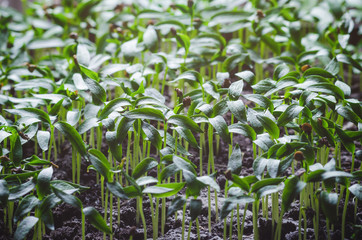 Young fresh pepper seedling in a greenhouse