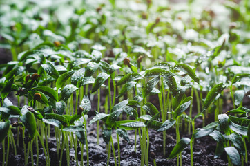 Pepper seedlings with water droplets on the leaves
