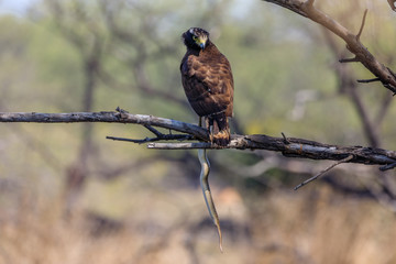 Crested Serpent Eagle with a snake caught