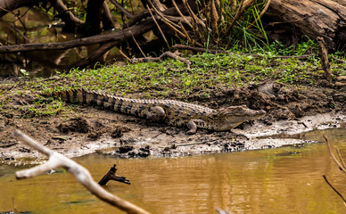 Sri Lanka - Yala NP - Crocodile