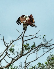 Sri Lanka - Yala NP - Eagles Mating
