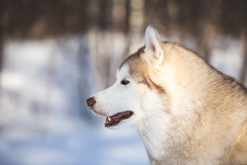 Gorgeous Siberian Husky dog sitting on the snow in the winter forest