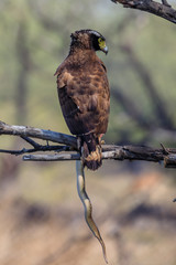 Crested Serpent Eagle with a snake caught