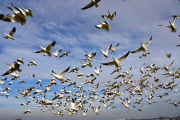 白雁　はくがん　ハクガン　snow goose