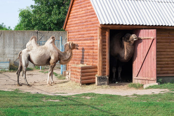 Naklejka premium Family of white humped camels couple standing in zoo aviary yard