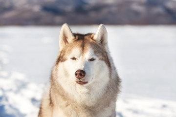 Gorgeous, free and happy siberian Husky dog sitting on the snow in winter forest on sunny day on mountain background