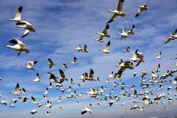 白雁　はくがん　ハクガン　snow goose