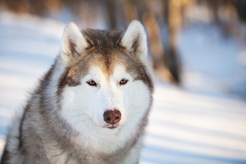 Beautiful and happy Siberian Husky dog sitting on the snow in the winter forest